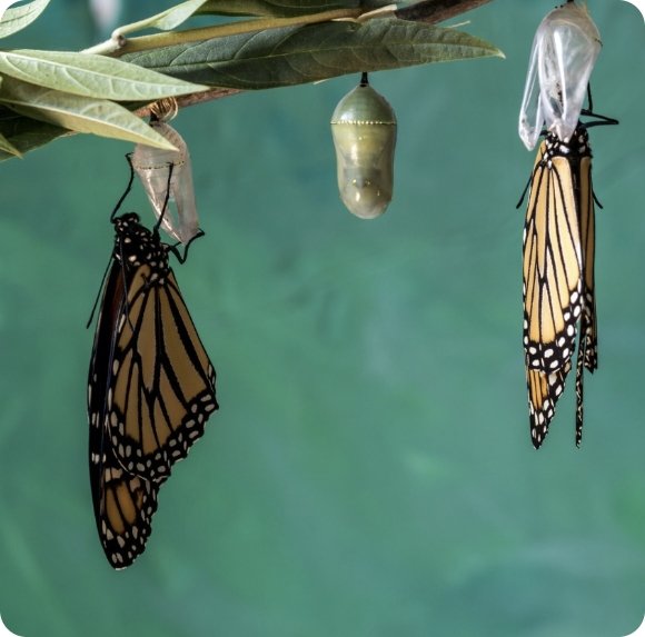 butterfly-transformation-growth